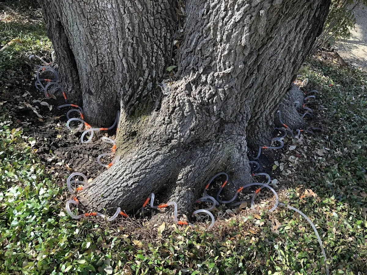 Detailed Tree Cabling and Bracing job site in Glen Echo